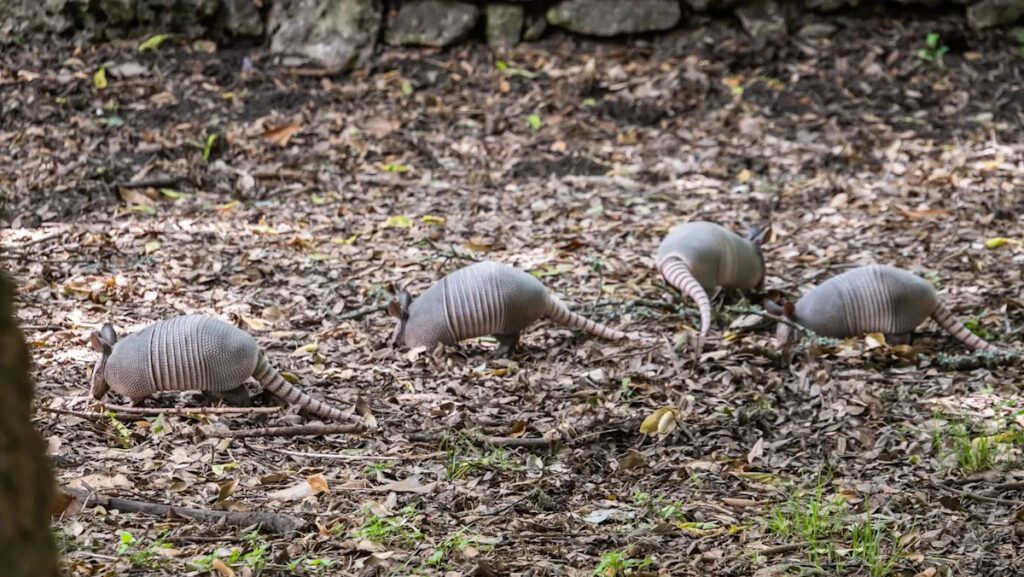 Rising Temperatures Fuel Armadillo Invasion And Disease Spread In Chicago