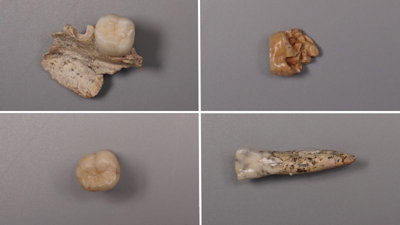 Teeth of Homo Erectus Shed Light on Human Evolutionary Roots Teeth Of Homo Erectus Shed Light On Human Evolutionary Roots