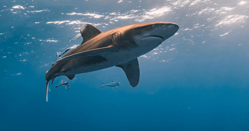Ancient Greenland Shark: Born Just After Shakespeare, Delays Maturity for Centuries Ancient Greenland Shark: Born Just After Shakespeare, Delays Maturity For