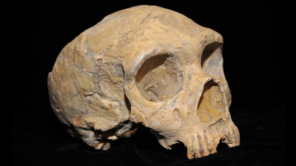 Genetic Secrets Of The Last Neanderthals Uncovered By Ancient Dna