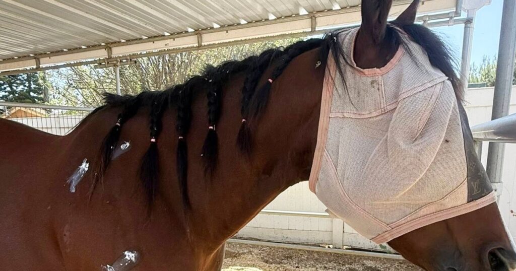 Teenage Jockey Linked To Stabbing Incident Involving Three Horses In