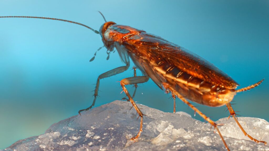 Uncovering DNA Mysteries: The Secrets of Ancient Cockroaches Uncovering Dna Mysteries: The Secrets Of Ancient Cockroaches