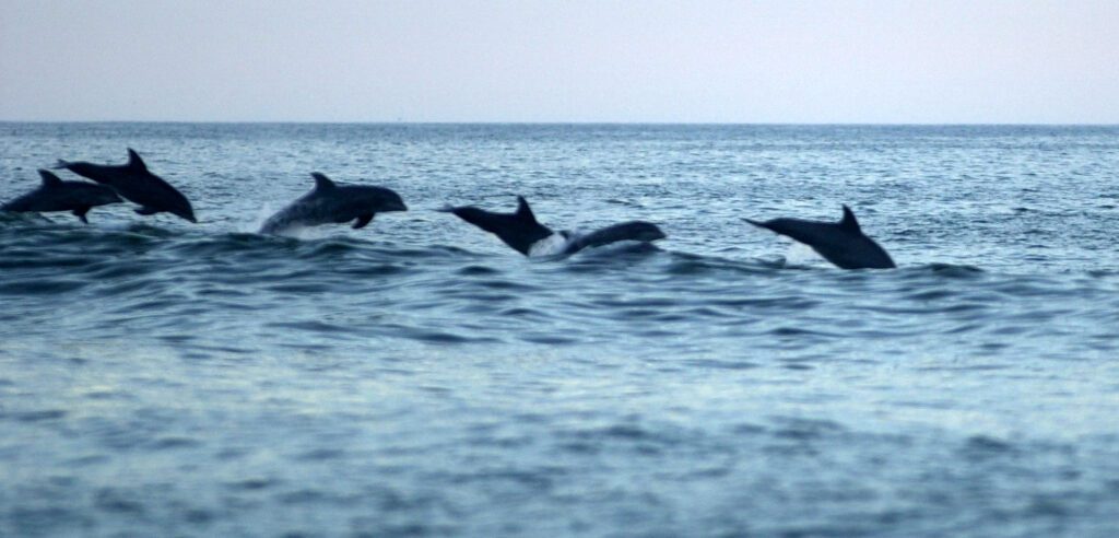 Explore Dolphin Watching in the Scenic Outer Banks Explore Dolphin Watching In The Scenic Outer Banks