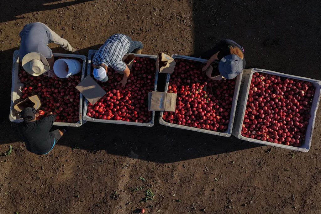 Farmers And Distributors Clash Over White Nectarine Sales In California