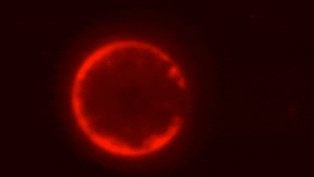 First-Ever Synthetic Cell Created from Scratch by Scientists First Ever Synthetic Cell Created From Scratch By Scientists