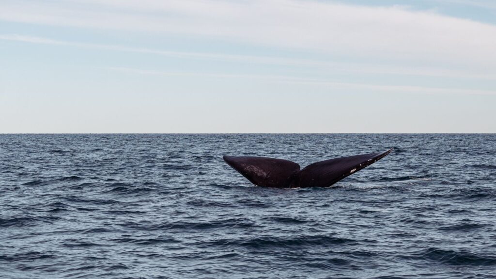 Mysterious Whales: How Blue Whales Communicate Beyond the Reach of Killer Whales Mysterious Whales: How Blue Whales Communicate Beyond The Reach Of