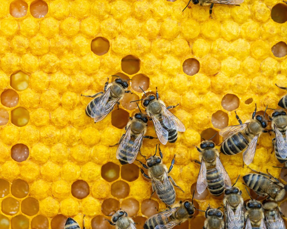 Probiotic Diets: Enhancing Bee Resilience Against Climate Change Probiotic Diets: Enhancing Bee Resilience Against Climate Change
