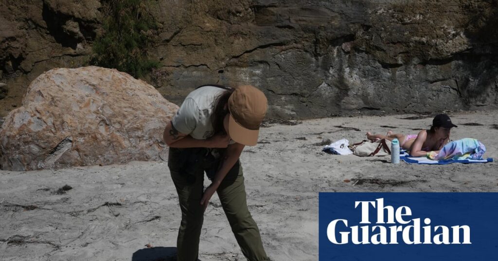 Seabird Crisis Ahead: Scientists Brace for Impact of Looming El Niño in San Diego Seabird Crisis Ahead: Scientists Brace For Impact Of Looming El