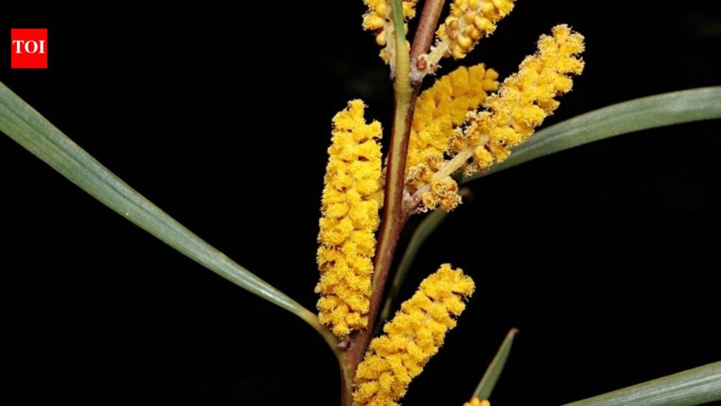 South Africa’s Acacia Planting: A Forgotten Mistake in Ecosystem Balance South Africa's Acacia Planting: A Forgotten Mistake In Ecosystem Balance